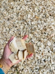 DĂM GỖ WOODCHIP xuất khấu