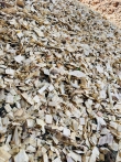 DĂM GỖ WOODCHIP xuất khấu