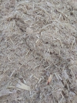 Viên nén bã mía (Sugarcane pellet) 8mm