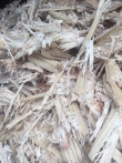 Viên nén bã mía (Sugarcane pellet) 8mm